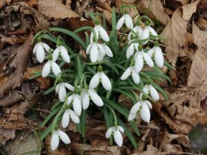 BucaneveGalanthus nivalis