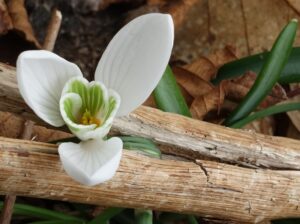 Bucaneve Galanthus nivalis