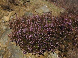 Erica carnea