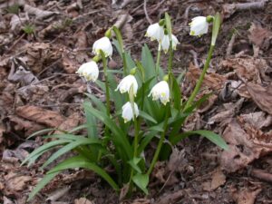 CampanellinoLeucojum vernum