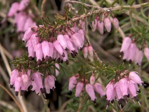 Erica carnea