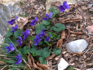 Viola odorata