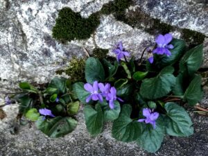 Viola odorata