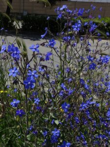 Buglossa azzurra Anchusa azurea