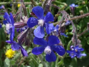 Anchusa azurea