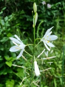 Anthericum liliago