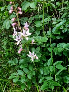 Dittamo Dictamnus albus