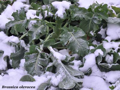 brassica olearacea