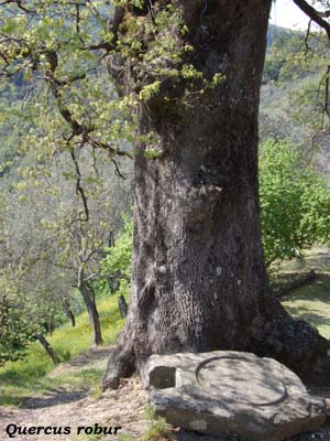 quercus robur