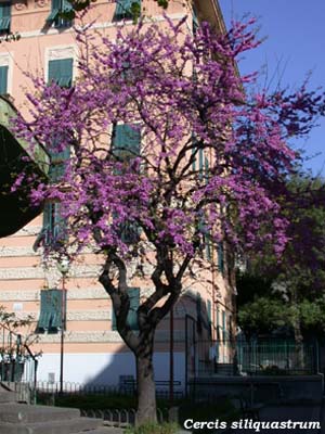 cercis siliquastrum