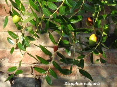 zizyphus vulgaris