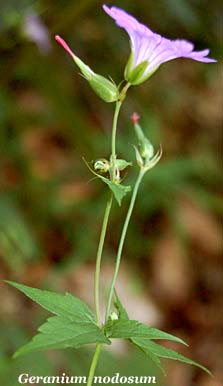 geranium nodosum