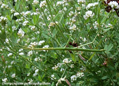 dorycnium pentaphyllum