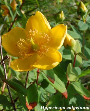 Hypericum