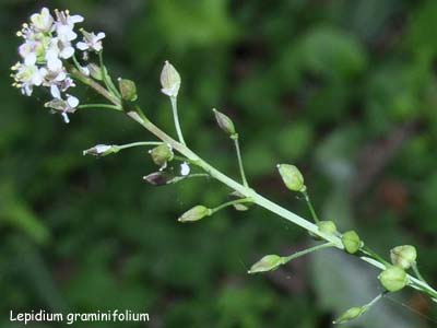 lepidium graminifolium