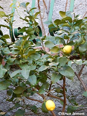 citrus lemon