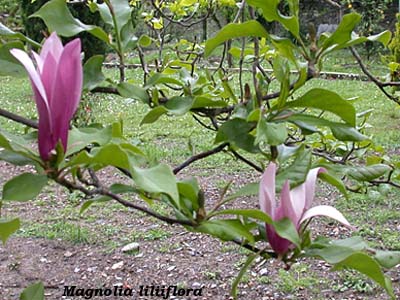 magnolia liliiflora