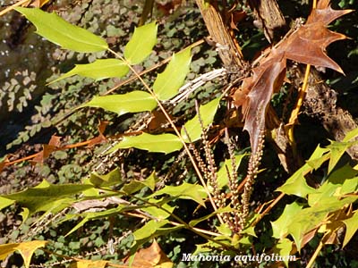 mahonia aquifolium