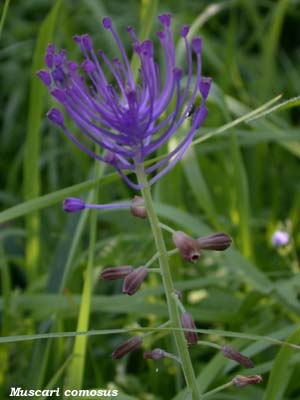 muscari comosum