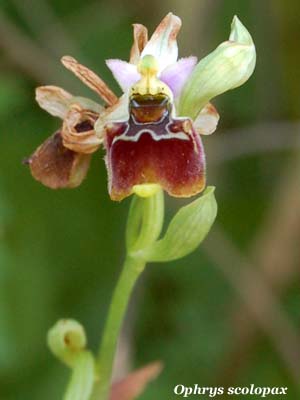 ophrys scolopax