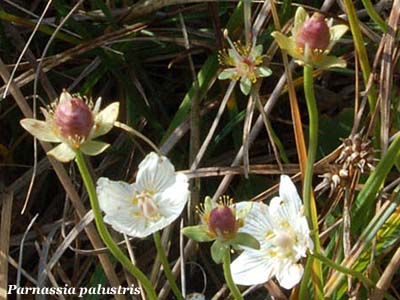 parnassia palustris