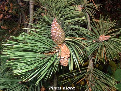 pinus nigra
