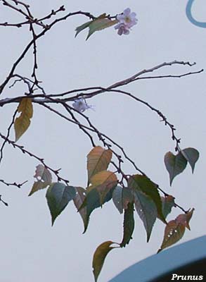 Prunus subhirtella autumnalis