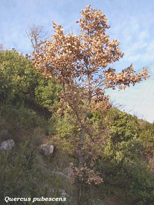 quercus pubescens