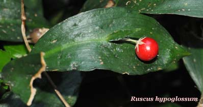 ruscus hypoglossum