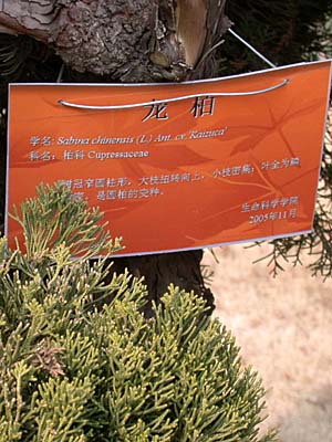 sabina chinensis cv. Kaizuca