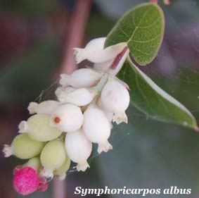 symphoricarpus albus
