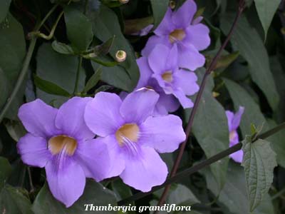 thunbergia grandiflora