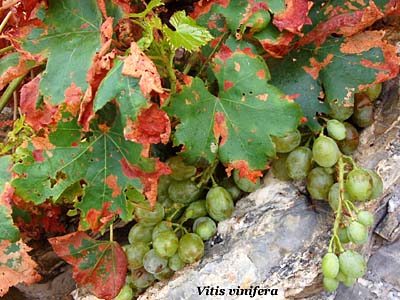 vitis vinifera