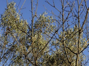 Gennaio:l'olivo e l'orniello