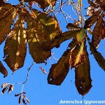 Aesculus hippocastanum