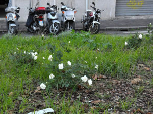 Rose bianche in piazza Emporio 