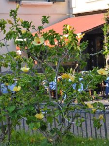 Ibisco giallo - Hibiscus rosa sinensis