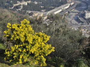 Mimosa in val Bisagno