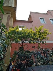 Mimosa in via San Vincenzo