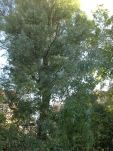 Eucalyptus globulus parco Ruspoli