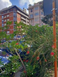 Callistemon Melaleuca viminalis 