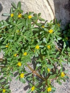 Portulaca oleracea