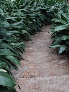 Aspidistra eliator