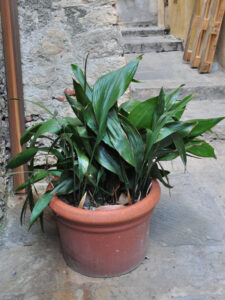 Aspidistra eliator